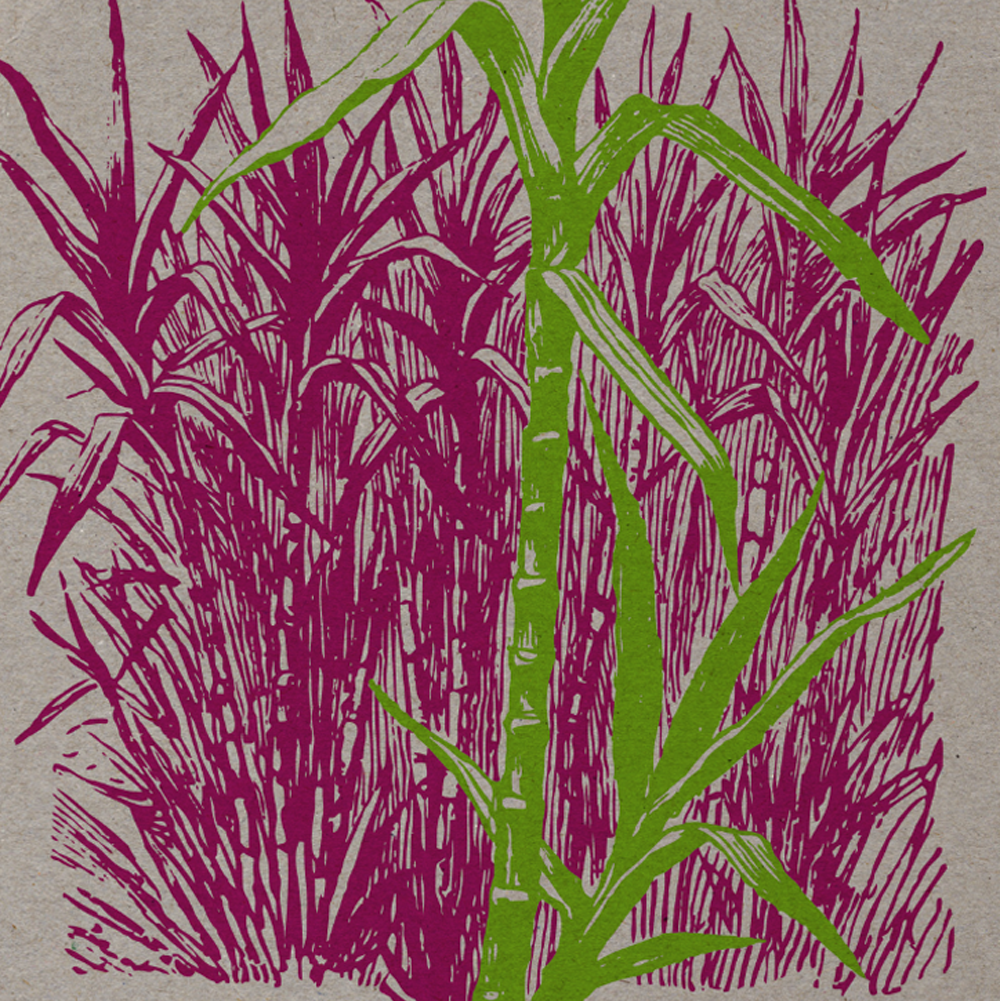 Cana de Acucar Printed v1