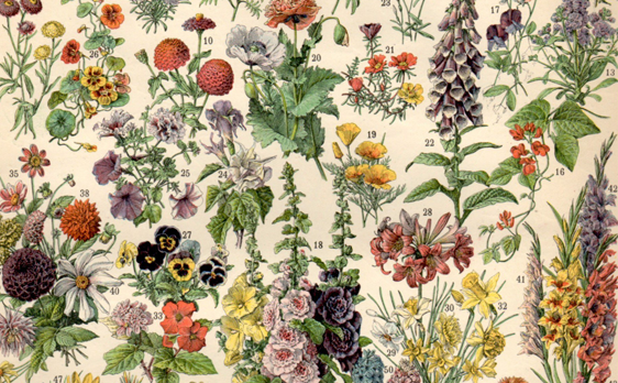 Flowers 562×348 v1 Flowers 562x348 v1